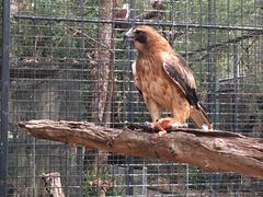 -费瑟代尔野生动物园