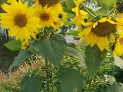 -前小桔亲子创意农场·草莓采摘·露营烧烤