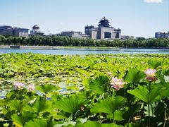 -莲花池公园
