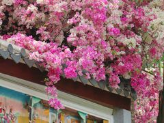 -深圳国际园林花卉博览园