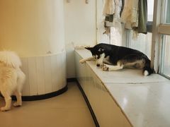 -共舞时光猫咖·狗咖(新街口店)