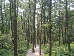 -鲁山国家森林公园