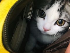 -猫大福·Fortune Cat猫舍(百子湾店)