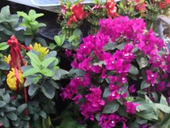 -曲阳花鸟市场(曲阳路店)