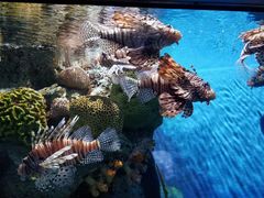 -暹罗海洋世界