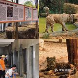 长沙周边亲子游🟠藏于静谧茶乡的老虎园子🐯