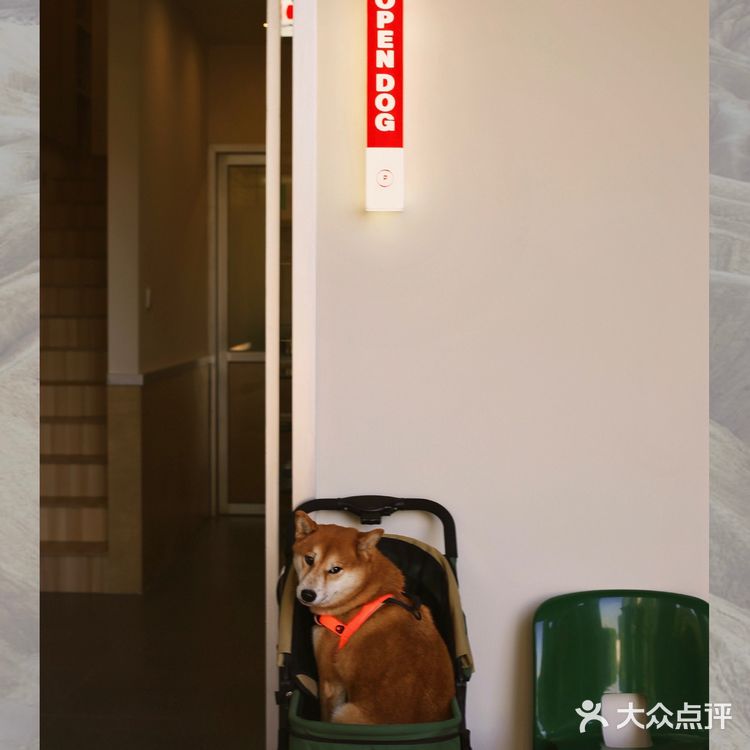 广州新店|开门放狗喝咖啡.芳村可爱好啡店