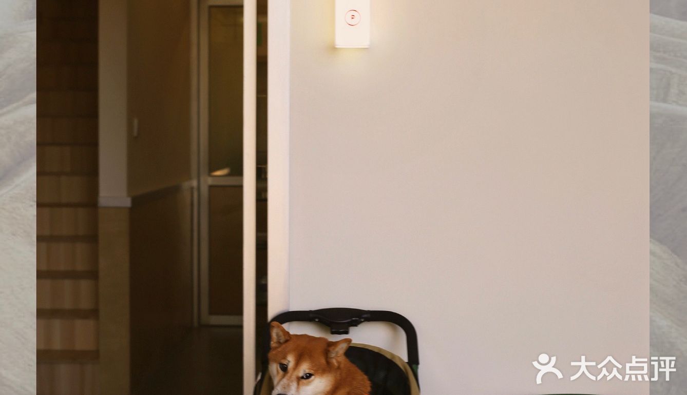 广州新店|开门放狗喝咖啡.芳村可爱好啡店