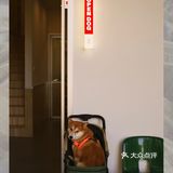 广州新店|开门放狗喝咖啡.芳村可爱好啡店