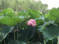 -山东大学(洪家楼校区)