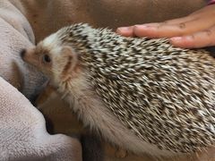 -藦茜花园宠物主题亲子互动体验馆(国顺东路店)
