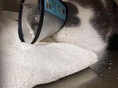 -荔康动物医院(康王北路店)