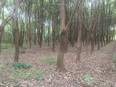 -同里国家湿地公园