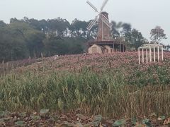 -大塘金香草谷