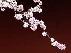 -桃花堤公园