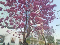 -深圳湾万象城(南山店)