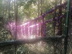 -西双版纳原始森林公园