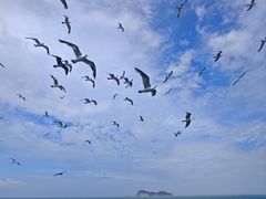 -海驴岛(荣成市)
