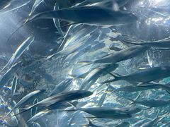 -上海海洋水族馆