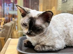 -藏猫猫咖啡主题馆(中央大道店)