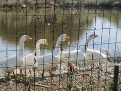 -素山寺森林公园