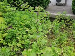 -南通博物苑-崇川人民公园