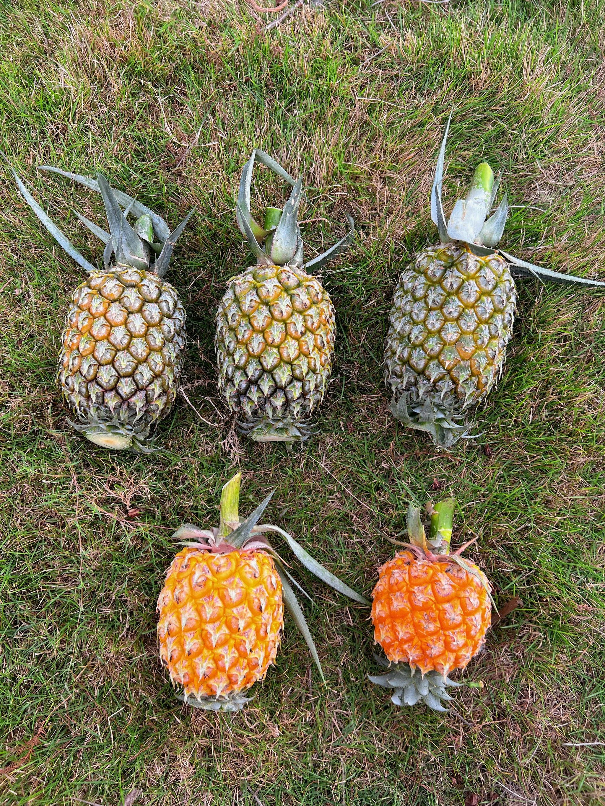 神湾菠萝