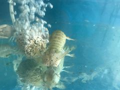 -晓伟海鲜家常菜