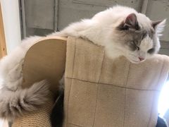 -Heymao猫咖.咖啡厅(东门店)