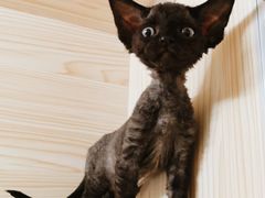 -70cat德文卷毛猫·缅因猫纯种猫舍