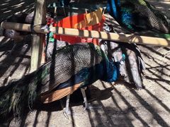 -广州白江湖森林公园