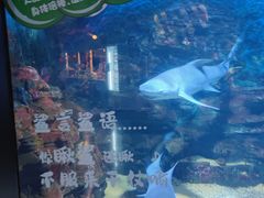 -烟台海昌鲸鲨海洋公园