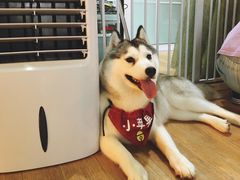 -Husky Go! 哈士奇体验馆·宠物咖啡厅狗咖