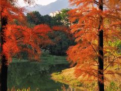 -飞来湖湿地公园