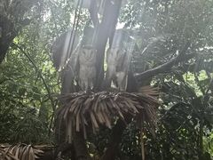 -广州长隆飞鸟乐园