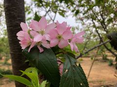 -天适樱花悠乐园