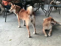 -柴犬高等学院·狗咖·柴犬售卖·宠物训练