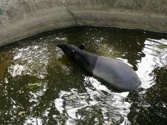 -清迈夜间动物园