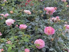 -人民公园(罗湖区)