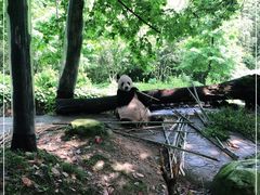 -都江堰中华大熊猫苑