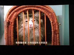 -AMG海上明珠影城(上海环球港RealDCinema店)
