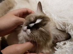 -喵喵咪呀布偶猫咖(春熙路店)