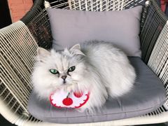 -喵屿·大理花园猫咖