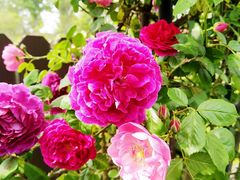 -广富林郊野公园