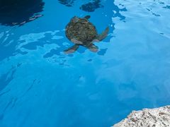 -珠海长隆海洋王国