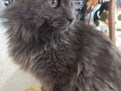 -平行世界·猫咖(首经贸店)