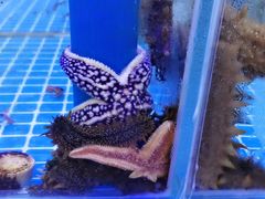-必点蒸汽海鲜(止锚湾店)
