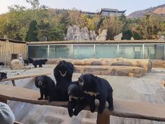 -东方熊牧场