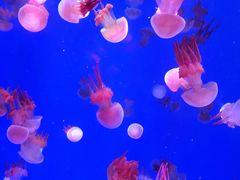 -海合安青岛极地海洋公园