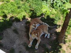 -西霞口神雕山野生动物世界